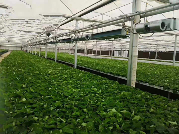 水培種植大棚